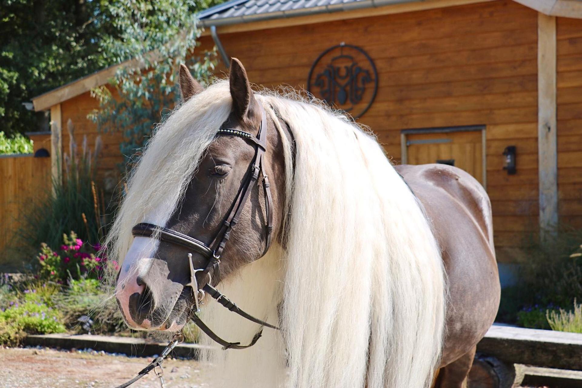 Magnolia Hoeve - Unieke Bestemming Voor Paardenliefhebbers En Bijzondere Overnachtingen In De Natuur Ledeacker Εξωτερικό φωτογραφία