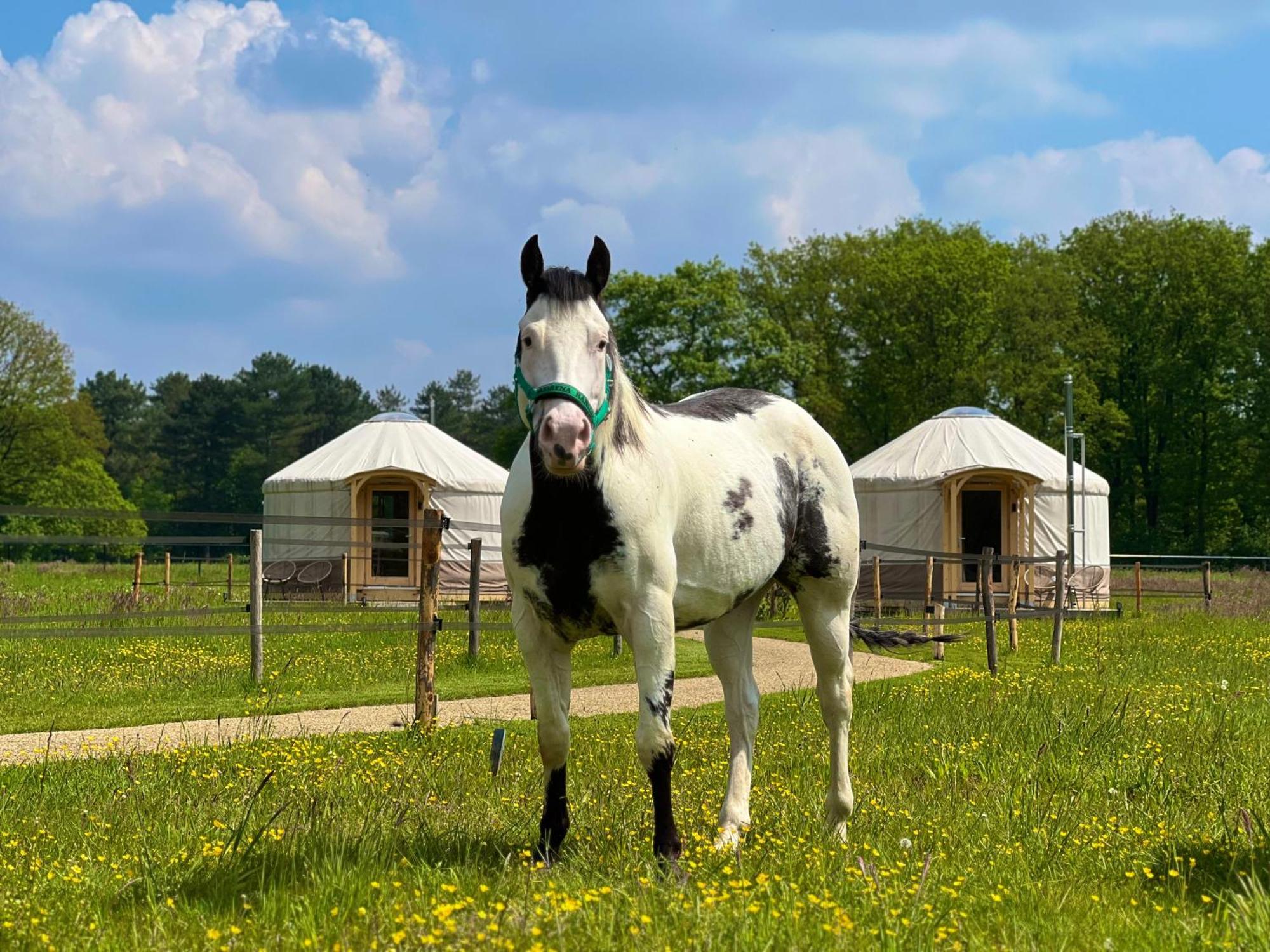 Magnolia Hoeve - Unieke Bestemming Voor Paardenliefhebbers En Bijzondere Overnachtingen In De Natuur Ledeacker Εξωτερικό φωτογραφία