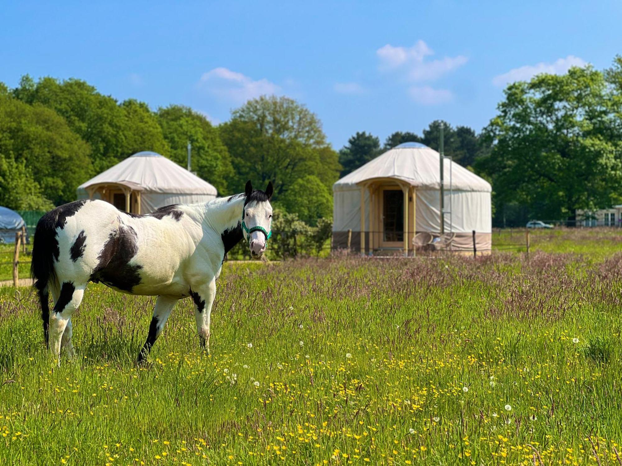 Magnolia Hoeve - Unieke Bestemming Voor Paardenliefhebbers En Bijzondere Overnachtingen In De Natuur Ledeacker Εξωτερικό φωτογραφία